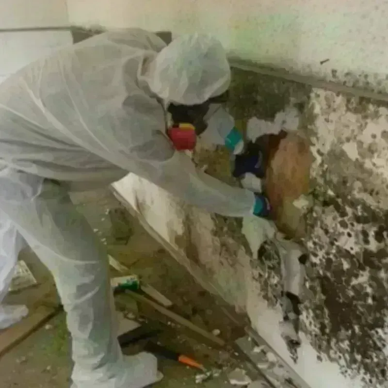 Mold Remediation and Removal in Colorado City, TX